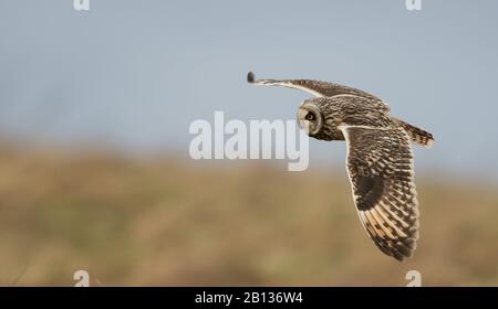 A short-eared owl (asio flammeus) in flight over grassland in the Cotswolds, Gloucestershire Stock Photo
