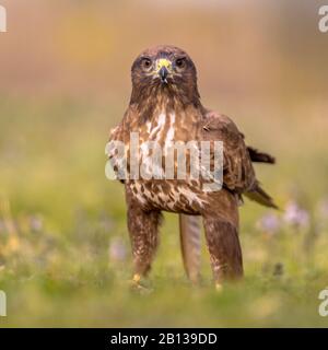 Common European Buzzard (Buteo buteo) raptor bird perched grassy yard and looking at camera in Spanish Pyrenees, Vilagrassa, Catalonia, Spain. April. Stock Photo