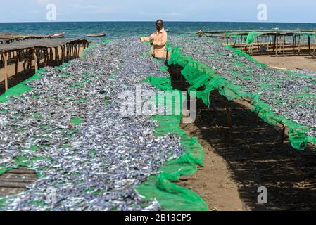 Man lays out fish to dry at a fish market on Lake Malawi, Malawi, Africa. Man spread out fishes for an open-air fish market at Lake Malawi, Malawi, Africa Stock Photo