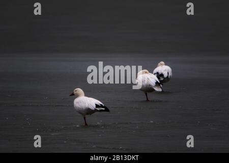 Three Snow Geese standing on frozen body of water Stock Photo