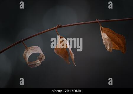 Three brown leaves on branch in autumn against dark background Stock Photo