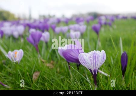A lush field of beautiful purple and lilac crocus flowers. Stock Photo
