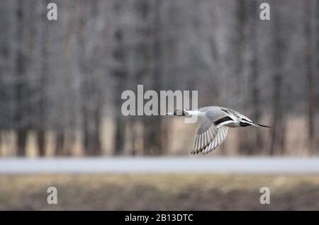 Male Northern Pintail in flight Stock Photo