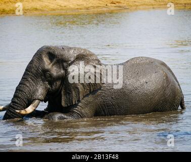 African elephant (Loxodonta africana) lying down and enjoys a bath in Kruger Nationalpark Stock Photo