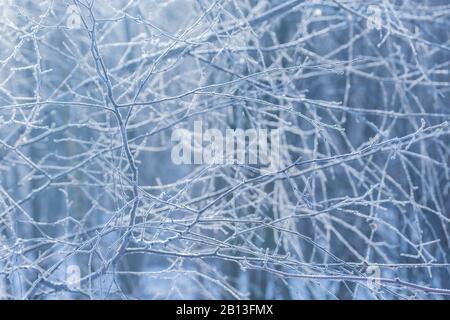 Frozen tree branches at winter morning time. Stock Photo