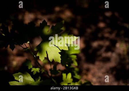 Close up shot of sweetgum tree leaves with partial light. Stock Photo