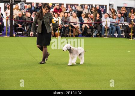 New York City, USA - February 10, 2020: Handler running with Bedlington Terrier in show ring, The 144th Westminster Kennel Club Dog Show, Pier 94, New York City Stock Photo