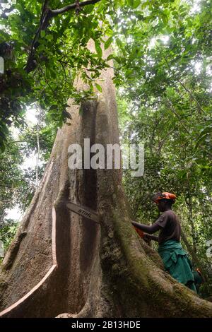 Sustainable logging, Cameroon, Africa Stock Photo - Alamy