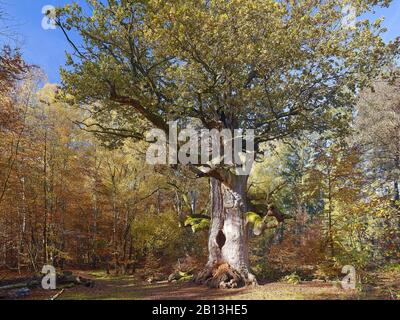 Fireplace oak in the nature reserve Jungle Forest Sababurg,Hofgeismar,Hesse,Germany Stock Photo