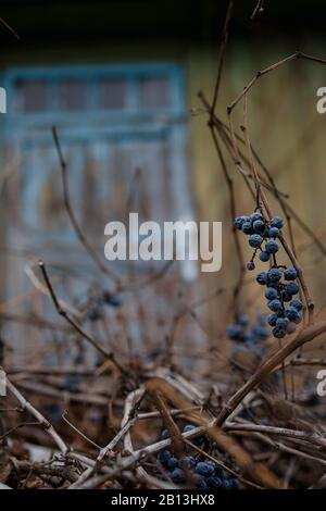 Autumn wild blue grapes on a dried vine with dry leaves on an old house wall. Copy space Stock Photo