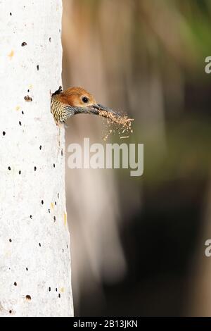 fernandina's flicker (Colaptes fernandinae), Female peers out of the cave with chipped wood in the bill, Cuba, Zapata  National Park Stock Photo