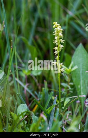 Musk orchid (Herminium monorchis), blooming in a meadow, Germany, Baden-Wuerttemberg Stock Photo