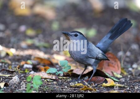 Catbird (Dumetella carolinensis), on the feed on forest floor, Cuba, Cayo Coco Stock Photo