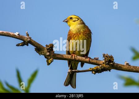 yellowhammer (Emberiza citrinella), male perching on a branch, Germany, Baden-Wuerttemberg Stock Photo