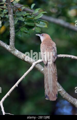 great lizard cuckoo (Saurothera merlini), sits on a branch, Cuba, Zapata  National Park Stock Photo