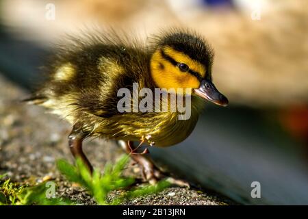 mallard (Anas platyrhynchos), mallard duckling, side view, Germany, Baden-Wuerttemberg Stock Photo