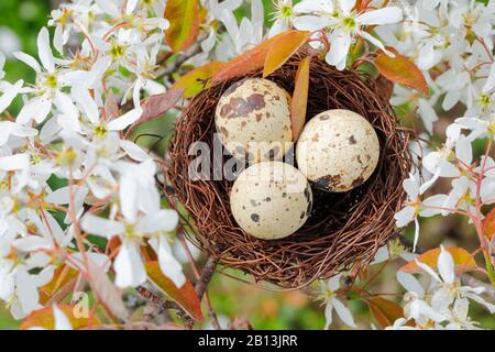 Lamarck's Serviceberry (Amelanchier lamarckii), nest with quail eggs in a serviceberry, Easter decoration, Switzerland Stock Photo