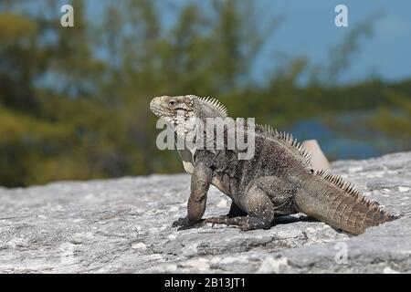 Cayman Islands ground iguana, Cuban ground iguana (Cyclura nubila nubila), on a rock, side view, Cuba, Cayo Largo Stock Photo