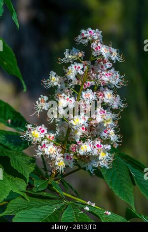 common horse chestnut (Aesculus hippocastanum), inflorescence, Germany Stock Photo