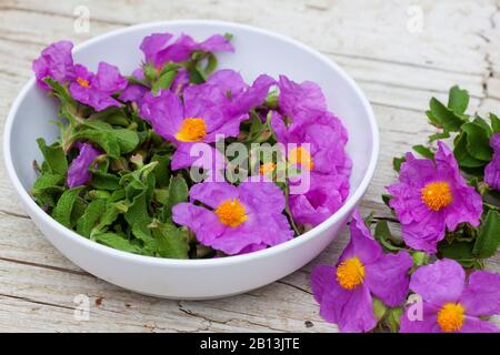 Pink Rock-Rose, Hoary Rock-Rose, hairy rockrose, rock rose, rock-rose, Grey-haired Rockrose, Cretan rockrose (Cistus creticus, Cistus incanus, Cistus villosus), collected flowers Stock Photo