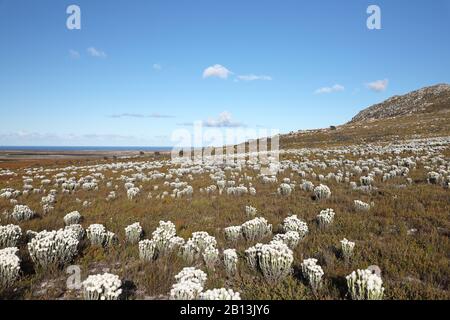 Everlasting Snow (Syncarpha vestita), abundant blooming Everlasting Snow, South Africa, Western Cape, Table Mountain National Park, Cape of Good Hope Stock Photo