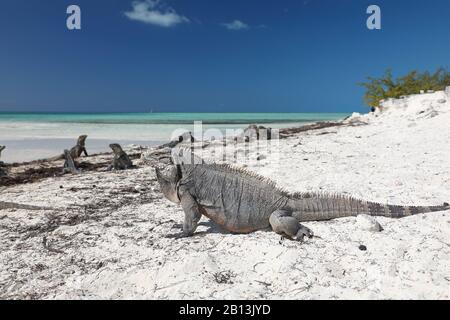 Cayman Islands ground iguana, Cuban ground iguana (Cyclura nubila nubila), on the beach, side view, Cuba, Cayo Largo Stock Photo