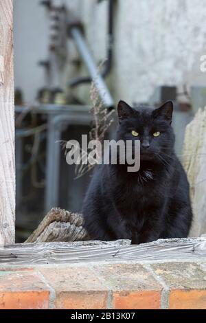 domestic cat, house cat (Felis silvestris f. catus), black cat sitting at a window Stock Photo