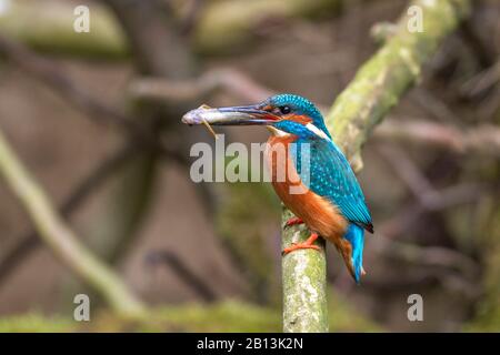 river kingfisher (Alcedo atthis), male with caught fish, Germany, Baden-Wuerttemberg Stock Photo