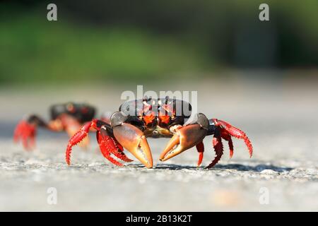 purple land crab, black land crab, red land crab, zombie crab (Gecarcinus ruricola), crab migration, Cuba Stock Photo