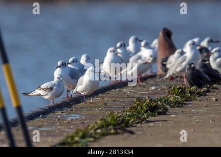 ross's gull (Rhodostethia rosea), sitting on deck, Netherlands Stock Photo