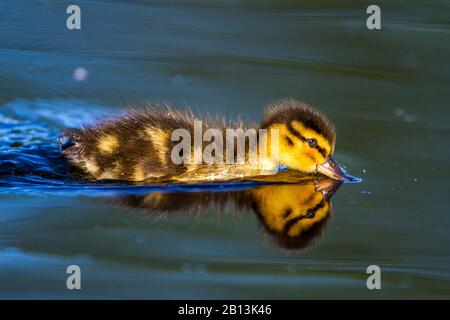 mallard (Anas platyrhynchos), swimming duckling, side view, Germany, Baden-Wuerttemberg Stock Photo
