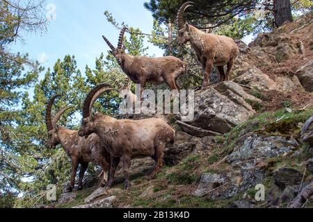 Alpine ibex (Capra ibex, Capra ibex ibex), group on slope, Switzerland, Grisons Stock Photo