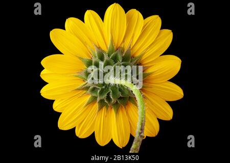 Back of sunflower isolated on black with the details of involucres arranged in a pattern Stock Photo