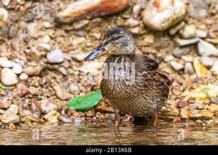 mallard (Anas platyrhynchos), young female standing in shallow water, Germany, Baden-Wuerttemberg Stock Photo