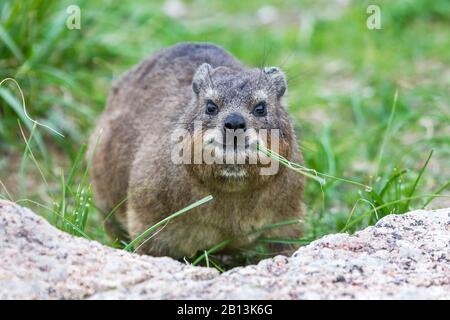 common rock hyrax, rock dassie (Procavia capensis), with grass in the mouth, front view, South Africa Stock Photo
