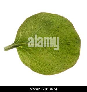 creeping jenny, moneywort (Lysimachia nummularia), leaf, cutout, Germany Stock Photo