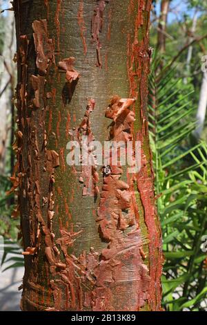 gumbo-limbo, copperwood, chaca, turpentine tree (Bursera simaruba), bark, Cuba, Las Terrazas