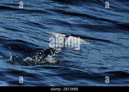 Flying fish species taking off from the ocean surface, Atlantic Ocean Stock Photo