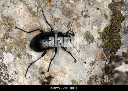 oakwood ground beetle (Calosoma inquisitor), sits on bark, Germany Stock Photo