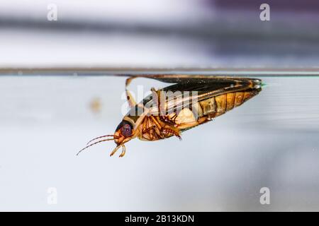 Great diving beetle (Dytiscus marginalis), female, Germany, Baden-Wuerttemberg Stock Photo