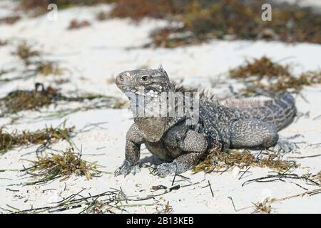 Cayman Islands ground iguana, Cuban ground iguana (Cyclura nubila nubila), on the beach, Cuba, Cayo Largo Stock Photo