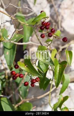 Italian sarsaparilla, Sarsaparilla, Rough bindweed (Smilax aspera), branch with red berries Stock Photo