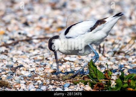 pied avocet (Recurvirostra avosetta), searching for food between shells, Netherlands, Texel Stock Photo