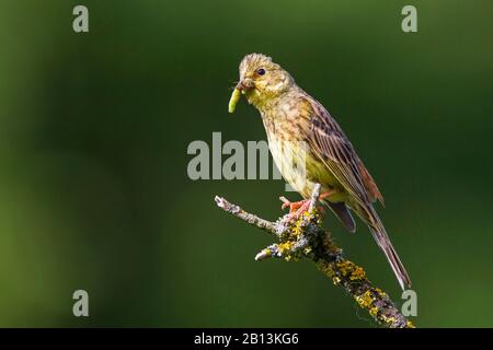 yellowhammer (Emberiza citrinella), female perching on a lichened branch with feed in the bill, side view, Germany, Baden-Wuerttemberg Stock Photo