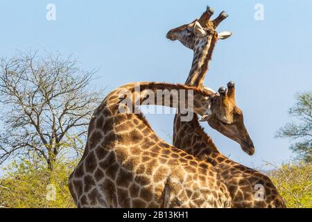 giraffe (Giraffa camelopardalis), Two males South African Giraffe fighting, South Africa, Mpumalanga, Kruger National Park Stock Photo