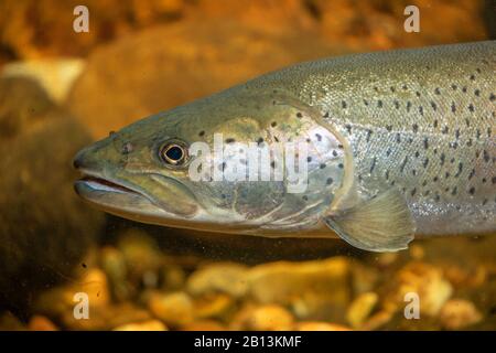 Danube salmon, huchen (Hucho hucho), portrait, Germany Stock Photo