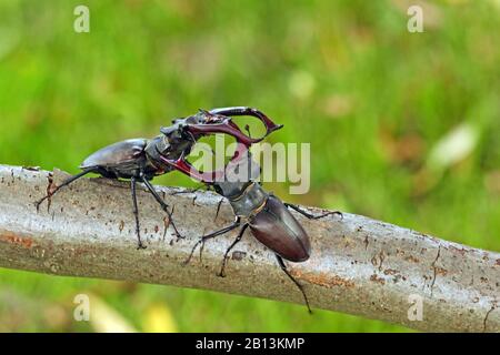 stag beetle, European stag beetle (Lucanus cervus), two fighting males on a branch, Germany, Saxony Stock Photo