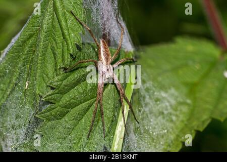 Nursery web spider, Fantastic fishing spider (Pisaura mirabilis), in a spider web on nettle leaves, view from above, Germany, Baden-Wuerttemberg Stock Photo