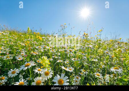 oxeye daisy, ox-eye daisy, white-weed, white daisy, dog daisy, marguerite (Chrysanthemum leucanthemum, Leucanthemum vulgare), flower meadow with rattle, Switzerland, Zuercher Oberland Stock Photo