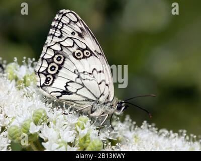 Balkan Marbled White (Melanargia larissa), lateral view, Greece, Lesbos Stock Photo